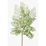 Dekorativt blad, kvinnosvansfarn HALIMA, grönt, 60cm