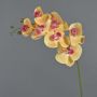 Konstgjord Phalaenopsis-orkidégren NEITH, orange-cerise, 75cm, Ø7-10,5cm