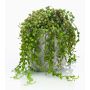 Konstgjord suckulent Senecio PIURA i cementkruka, grön, 15cm