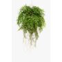 Konstfarn Bostonfarn hängande blomkruka NILO, jordklot, rötter, 75cm, Ø55cm