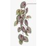 Konstgjord kvist bladbegonia MEIRA, grön-rosa, 110cm