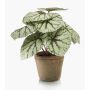 Konstväxt bladbegonia MEIRA i terrakottakruka, grågrön, 25cm