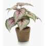 Konstväxt bladbegonia MEIRA i terrakottakruka, grön-rosa, 25cm