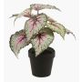 Konstväxt bladbegonia MEIRA, grön-rosa, 25cm