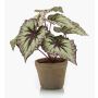 Konstväxt bladbegonia MEIRA i terrakottakruka, grön-violett, 25cm