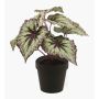 Konstväxt bladbegonia MEIRA, grön-violett, 25cm