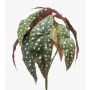 Konstväxt: Forellbegonia ELISEIA på stödpinne, grön-vit, 30cm