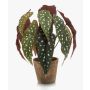 Konstväxt: Forellbegonia ELISEIA, terrakottakruka, grön-vit, 30cm