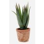 Konstgjord suckulent Aloe Variegata MARTINEZ i terrakottakruka, grön, 20cm, Ø17cm