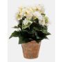 Konstgjord blomma Begonia DOBRADA i terrakottakruka, krämfärgad, 25cm, Ø8-10cm