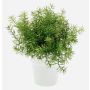 Konstgjord ört Asparagus sprengeri JOSHUA i keramikkruka, 20cm, Ø17cm
