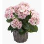 Konstväxt hortensia JONE i korg, rosa, 45cm, Ø12cm