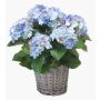 Konstväxt hortensia JONE i korg, blå, 45cm, Ø12cm