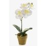 Konstgjord Phalaenopsis-orkidé SETH i dekorativ kruka, krämfärgad, 25cm