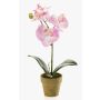 Konstgjord Phalaenopsis-orkidé SETH i dekorativ kruka, rosa, 25cm