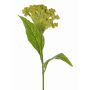 Konstgjord blomma tuppkam ANUBIS, grön-gul, 60cm, Ø14cm