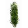 Konstgjord fenixpalmblad BLACKY, stickpinne, crossdoor, 11 stycken, 150-225cm