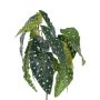 Konstgjord forellbegonia HANSE på stickpinne, grön-vit, 40cm