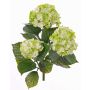 Konstgjord hortensia SAIRA, på stativ, crossdoor, grön-krämfärgad, 40cm, Ø11-13cm