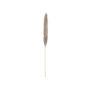 Torkat pampasgräs ALBERICO, naturfärgat, 135cm
