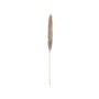 Torkat pampasgräs ALBERICO, naturfärgat, 135cm