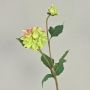 Textildahlia PATRITZIA, grön-rosa, 55cm, Ø4-9cm