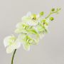Phalaenopsis-orkidégren, konstgjord, OPHELIA, krämgrön, 80cm, Ø8-9cm