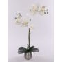 Konstgjord Phalaenopsis-orkidé KAREN, dekorativ kruka, frostad, vit, 50cm