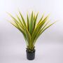 Konstagave furcraea gigantea CHERIE, grön-gul, 120cm