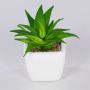 Dekorativ Aloe Vera KATNISS, keramikkruka, grön, 9cm