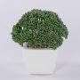 Konstgjord växt Sedum telephium KATNISS, keramikkruka, grön, 14cm