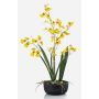 Konstblomma Oncidium-orkidé DEISHA i dekorativ skål, rötter, gul, 60cm