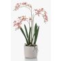 Konstgjord orkidé Renanthera BLANI i keramikkruka, rötter, vit-cerise-gul, 55cm