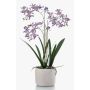 Konstgjord orkidé Renanthera BLANI i keramikkruka, rötter, violett-vit-gul, 55cm
