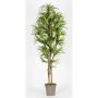 Konstgjord Dracaena Marginata KIMANORA, naturstammar, grön-gul, 125cm - Tillverkad i Italien