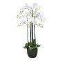 Dekorationsblomma Phalaenopsis-orkidé PINSARY, jordklump, rötter, vit, 95cm