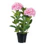 Dekorationsblomma hortensia BINEFA, rosa, 60cm
