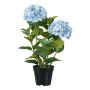 Dekorationsblomma hortensia BINEFA, ljusblå, 60cm
