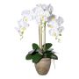 Textil Phalaenopsis-orkidé FRIMTOR i terrakottakruka, rötter, vit, 75cm