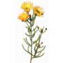 Konstgjord Kap-stråblomma BEYA, gul-ljusorange, 60cm, Ø6cm