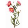 Konstgjord Kap-stråblomma BEYA, rosa-cerise, 60cm, Ø6cm