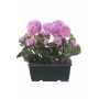 Konstgjorda pelargoner FLOREANA i blomlåda, 2 st, lila, 24x11x35cm