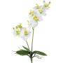 Dekorativ blomma, Phalaenopsis-orkidé, KRUZBER, stickpinne, rötter, vitgrön, 55cm