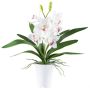 Textil-Cymbidium-orkidé BLORKE i melamin-ytterkruka, rötter, vit-rosa, 55cm