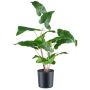 Konstgjord anthurium MEHNDAS, grön, 50cm
