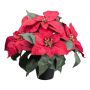 Konstblomma julstjärna FRIZO i dekorativ kruka, röd, 26cm