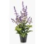 Konstväxt salvia SWORTA i dekorativ kruka, blommor, lavendel, 45cm