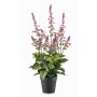 Konstväxt salvia SWORTA i dekorativ kruka, blommor, mauve, 45cm
