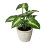 Dekorativ växt Syngonium KLORHE, cementkruka, grön, 20cm