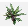 Konstgjord växt Calathea Makoyana MANAMI på stödpinne, grön-röd, 40cm